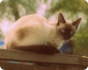 seal-point-siamese-catedit